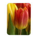 Recherche de photos de tulipe magnets Printemps