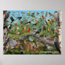 Recherche de de colibri art Cardinal