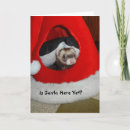 Search for ferret cards Animal