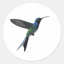 Search for hummingbird stickers Colibri