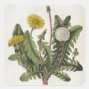 Recherche de gravure autocollants Botanique