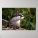Recherche de loutre mignonne posters Pour elle