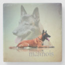 Search for malinois barware Belgian shepherd
