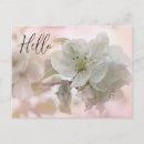 Search for apple blossoms postcards Nature photography