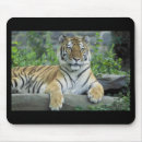 Search for siberian mousepads Nature