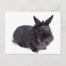 Recherche de oreilles de lapin cartes postales Noir