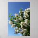 Search for lilac flower posters Flowers