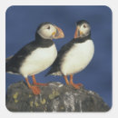 Search for puffins stickers Wildlife