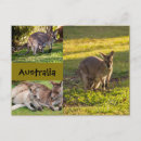 Recherche de kangourou joey cartes postales Marsupial