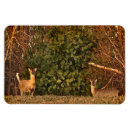Recherche de whitetail magnets Faune