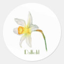 Search for yellow daffodil stickers Cheerful