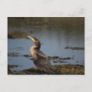 Recherche de cormoran cartes postales Photographie