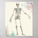 Search for skeleton anatomy posters Biology