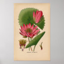 Recherche de copies botaniques Floral
