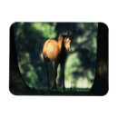 Search for arabs magnets Horse