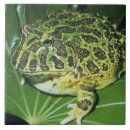 Search for unusual tiles Animal