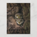 Recherche de owl cartes postales Forêt