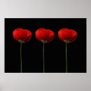 Search for iceland poppy posters Photography