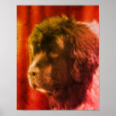 Recherche de chien terre neuve posters Noir et blanc