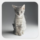 Search for tabby kitten stickers Grey
