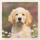 Search for golden retriever coasters Goldie