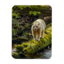 Search for danita delimont magnets Bear