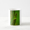 Recherche de lézard mugs bouteilles Muqueuse