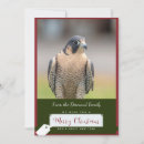 Search for peregrine cards Nature