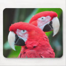 Recherche de perroquets tapis souris Animal