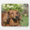 Recherche de cheveux rouges tapis souris Chien
