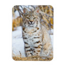 Search for lynx magnets Superstock