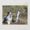 Recherche de merle bleu cartes postales Chien