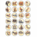 Search for mermaid and sea creatures stickers Mermaids