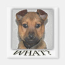 Recherche de mignon superbe Chiot
