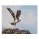 Search for osprey bird posters Raptor