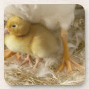 Search for duckling coasters Standing