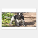 Search for cocker spaniel stickers English