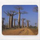 Search for madagascar mousepads Nature