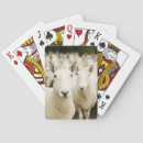 Search for sheep playing cards Lamb