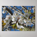 Recherche de cherry blossom posters Flowers