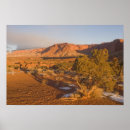 Search for juniper posters Plant