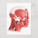 Search for muscle postcards Illustration