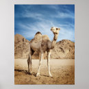 Recherche de désert de chameau posters Égypte