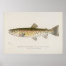 Recherche de truite art Poissons