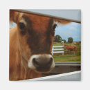 Recherche de bovin magnets Animal