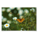 Search for fritillary art Insect