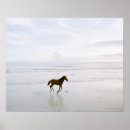 Search for dream horse posters Dreams