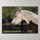 Search for headshot posters Mare