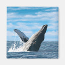 Recherche de baleines magnets Lanterne