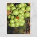 Search for lady bug postcards Red